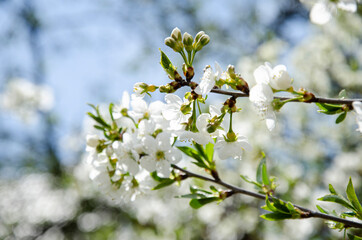 Beautiful white cherry blossom in full bloom. Spring blossom background.