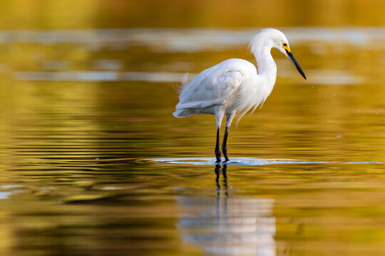 White egret standing and fishing in a pond at sunrise and sunset