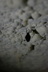 creature of the night