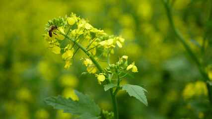 Flowering white mustard Sinapis alba detail close-up field, bee pollination pollinates collect nectar honey Apis mellifera farm bio organic farming, agriculure blossoming blossom plant, biofuel