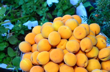 The harvested harvest of ripe apricots is shot against the backdrop of a flower bed.