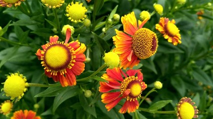 yellow and red flower