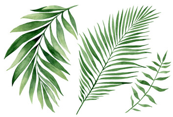 set of watercolor tropical leaves on white background. Green palm leaves, monster, homeplants, banana leaves. Exotic plants. Jungle botanical watercolor illustrations, floral elements. - 367023793