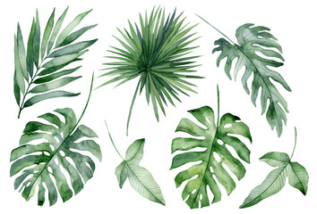 set of watercolor tropical leaves on white background. Green palm leaves, monster, homeplants, banana leaves. Exotic plants. Jungle botanical watercolor illustrations, floral elements. - 367024119