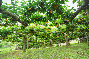 Fototapeta na wymiar 日本　利府梨袋掛けした梨の果樹園