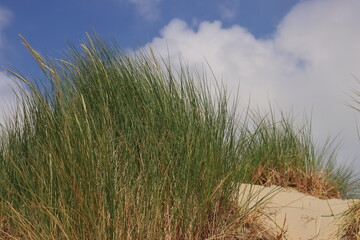 Fototapeta premium Dünengras