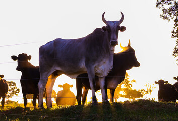 cow and ox in nature