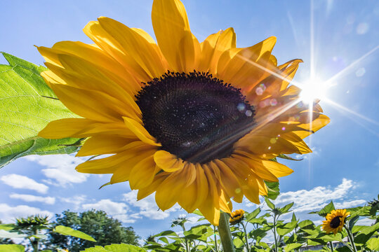 sonnenblume