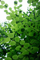 Closeup photo of fresh green leaves