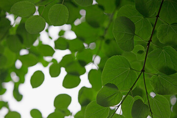 Fototapeta na wymiar Closeup photo of fresh green leaves