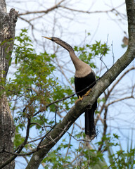 Anhinga Bird Photo.  Anhinga Bird perched on branch blur background. Image. Picture. Portrait.