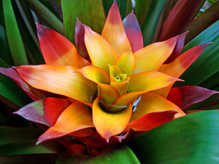 Bromeliad (Guzmania lingulata)