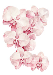 Watercolor set of orchid. Hand drawn illustration. Isolated on white background