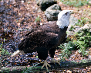 Bald Eagle Stock Photos. Image. Portrait. Picture. Bald Eagle close-up profile view perched on a branch with blur background, looking towards the sky in its environment and habitat.