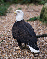 Bald Eagle Bird photo.  Bald Eagle bird close-up profile view with a gravel and foliage background