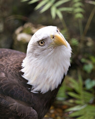 Bald Eagle bird stock photo.  Bald Eagle head close-up profile view with blur background. Looking to the right side. 