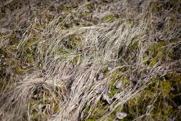 Grass texture. Forest herbs. 
