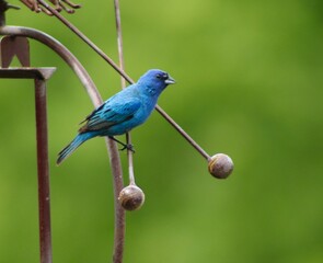 Blue Bird