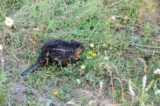 Beaver animal Stock Photos.   Baby Beaver animal close-up profile view with background foliage and wild flowers. Image. Picture. Portrit.
