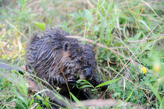 Beaver animal Stock Photos.   Baby animal Beaver close-up profile view with blur background. Image. Picture. Portrait.
