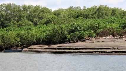 river bank in the jungls