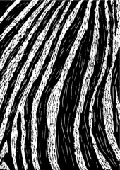 Zebra Illustration Linocut Black and White 
