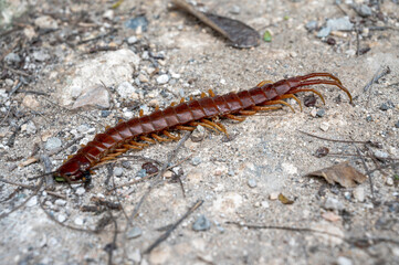 Dead Centipede in Turks & Caicos