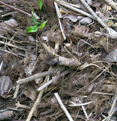 tiny plant growing out of decomposed leaves