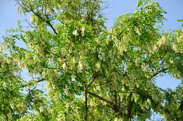 A dense crown of white acacia sways in the wind.
