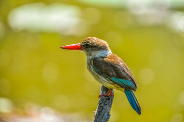 Beautiful and colorful brown hooded Kingfisher Halcyon albiventris perched on a branch fishing in South Africa
