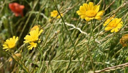 Garden of flowers in spring