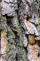 Ponderosa Pine Bark (Pinus ponderosa)