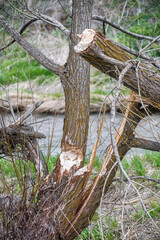 Tree Damage by Beaver (Castor canadensis)