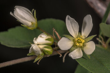 Flowers of the Saskatoon Serviceberry (Amelanchier alnifolia)