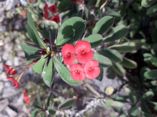 Obraz premium red flower