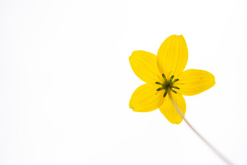 daffodil on white