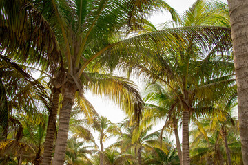 Fototapeta premium coconut palm tree riviera maya caribbean tropical caribe