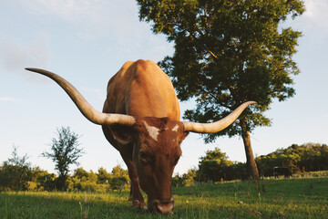 Texas longhorn cow grazing close up during sunset on farm.
