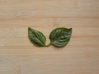 Green color raw fresh Basil leaves or Ocimum basilicum