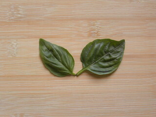 Green color raw fresh Basil leaves or Ocimum basilicum