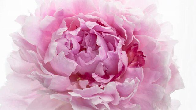 Beautiful pink peony flowers bouquet background. Blooming roses flower open, time lapse, close-up. Wedding backdrop, Valentine's Day concept. Bouquet on white backdrop, closeup. 4K UHD timelapse