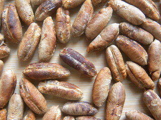 Brown color raw dried seed of Date fruit