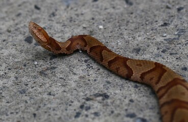 Obraz premium Venomous Copperhead Snake Crossing the Road