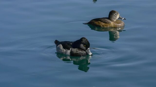 Two Ring-necked ducks blink and look at camera 120fps slow motion 4k