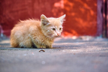 homeless kitten sits on the pavement. general plan. color