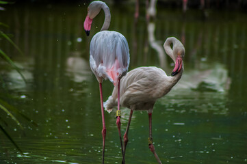 Macro portrait of greater Flamingo ( phoenicopterus roseus ) in a lake with green background in South Africa