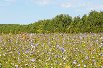 Beautiful chicory flowers growing in the field. Background. Landscape.