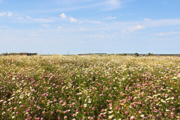 Beautiful flowers of the field chamomile. Close-up. Background. Landscape.