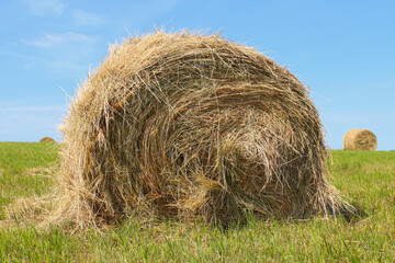 Roll of hay in the field. Close-up. Background. Landscape.