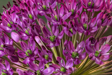 Flower of Purple Ornamental Onion (Allium spec.)